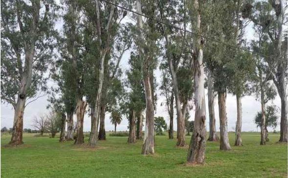 ARBOLES