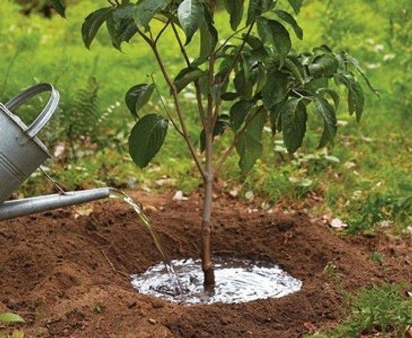 Riego-del-arbol