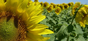 GIRASOL-300x141