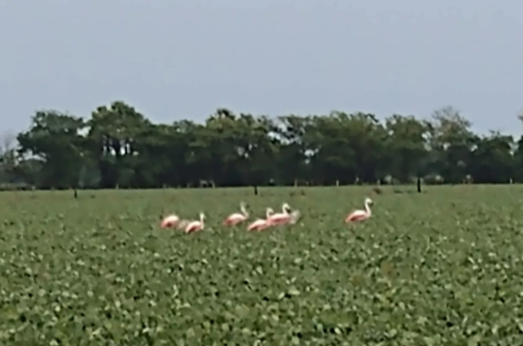 flamencos