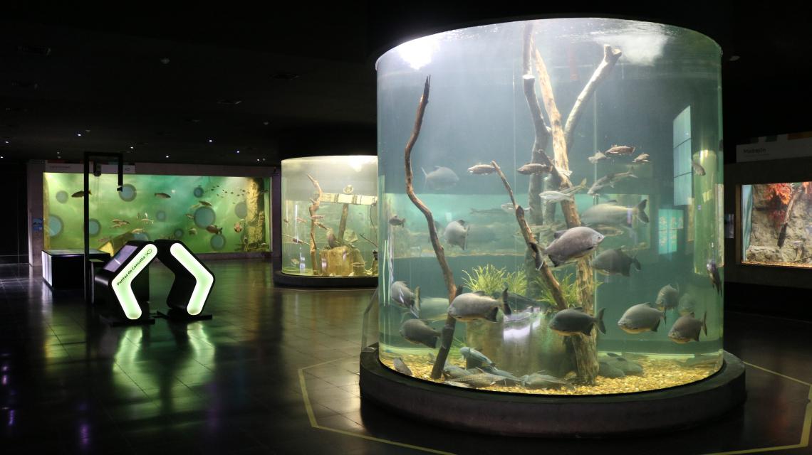 ACUARIO RIO PARANA