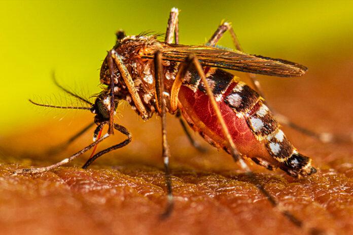 dengue-696x463