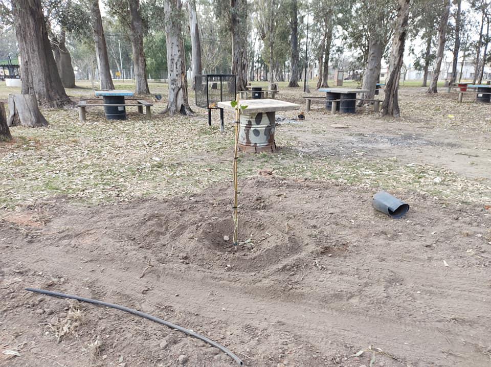 forestacionangelica1