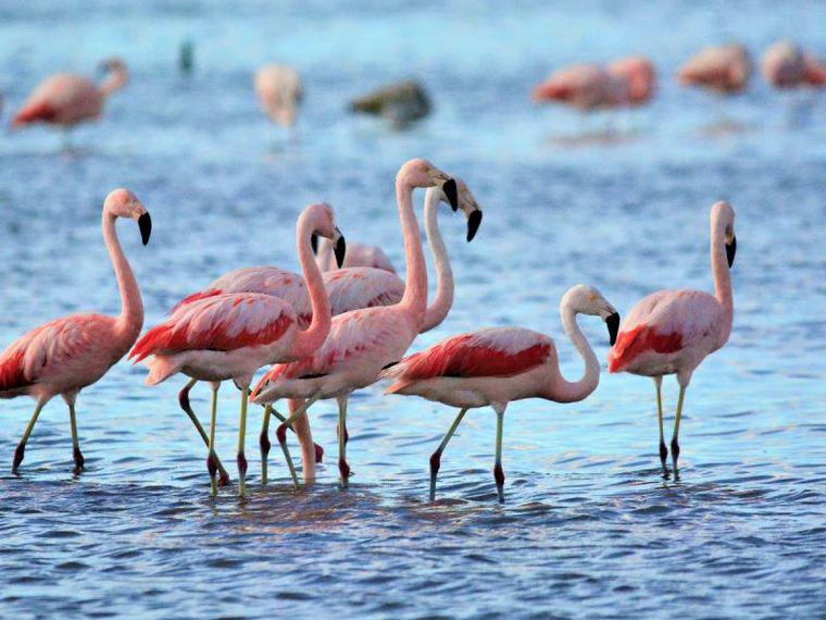 flamencos