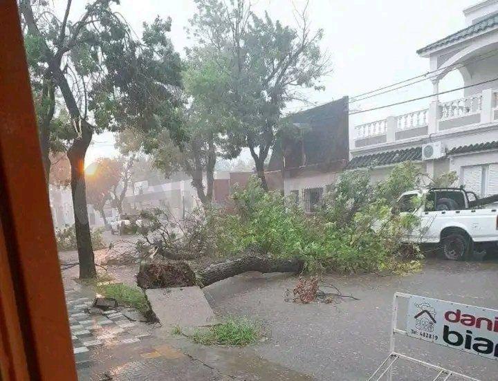 arbolcaidogalveztemporal