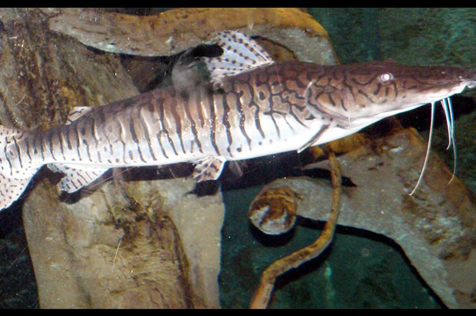 SURUBI
